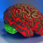 Morphological optimization of Neural Networks