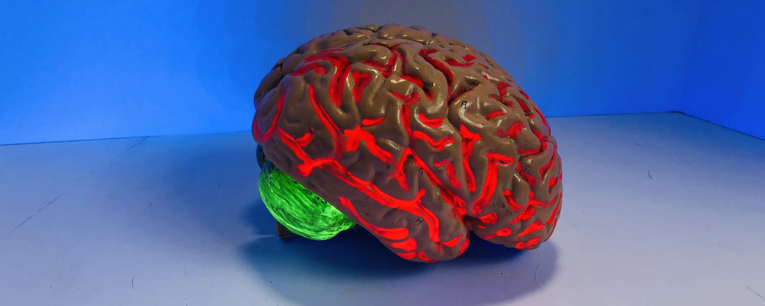 Morphological optimization of Neural Networks